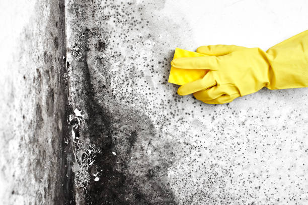 Best Mold Removal Company Near Me  in Strawberry, CA