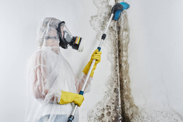 Best Mold Remediation  in Strawberry, CA