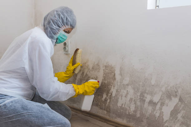Best Professional Mold Removal  in Strawberry, CA