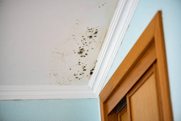 Mold Testing and Removal in Strawberry, CA