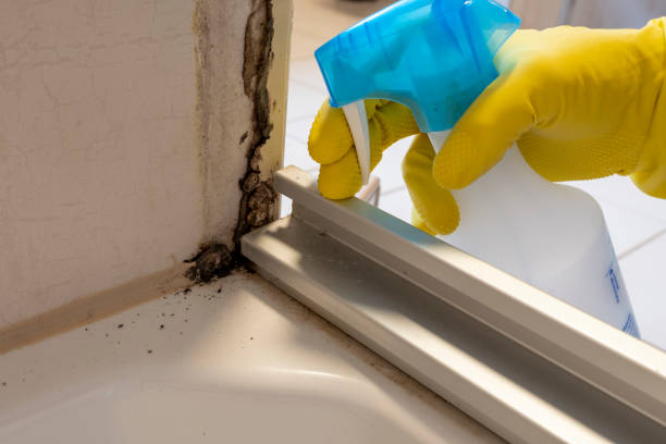 Best Mold Damage Repair  in Strawberry, CA