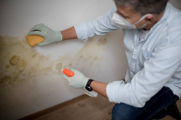 Reliable Strawberry, CA Mold Removal Solutions