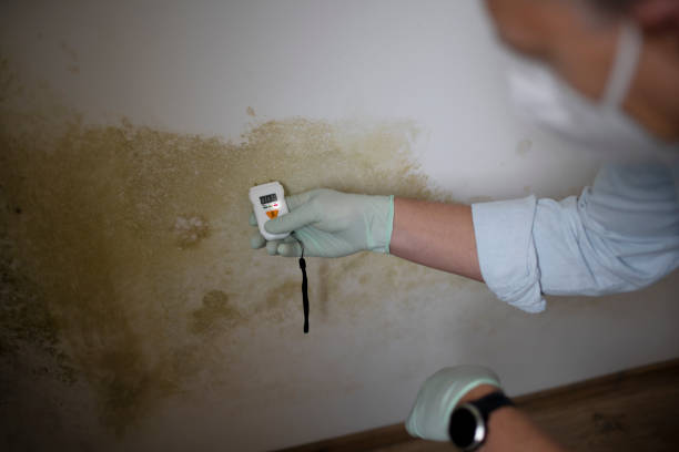  Strawberry, CA Mold Removal Pros