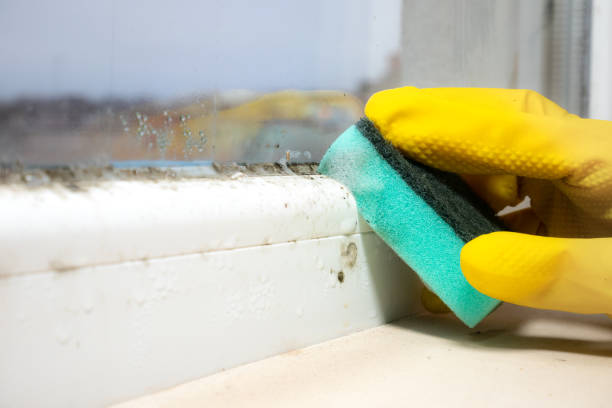 Best Certified Mold Removal  in Strawberry, CA