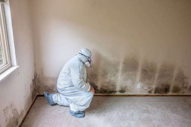 Best Mold Removal and Inspection  in Strawberry, CA