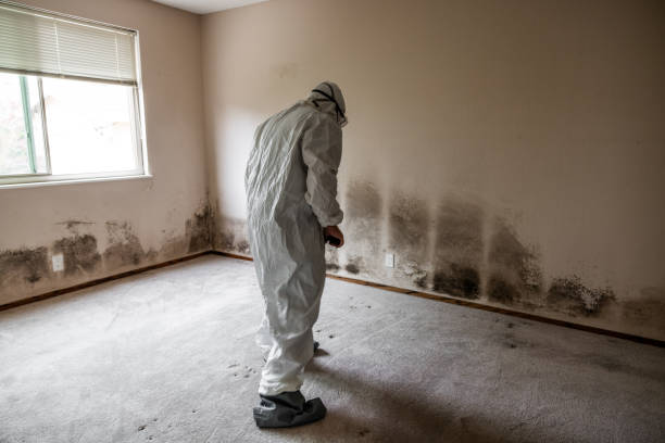 Best Same-Day Mold Removal  in Strawberry, CA